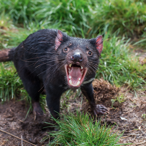 10 Amazing Facts about the Tasmanian Devil